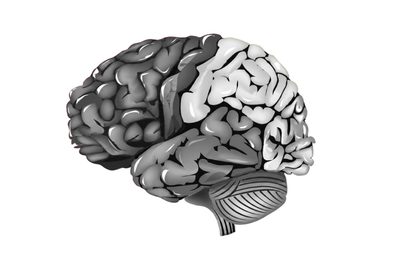 Brain